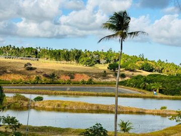 rea - Venda - Pedreira - So Cristvo - SE